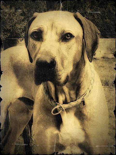 Toumaï a rejoint le concours — aidez-le/la à gagner de superbes lots ! ancient_dog_breeds, broholmer, canidae, carnivore, dog, dog_breed, fawn, hunting_dog, labrador_retriever, mammal, retriever, rhodesian_ridgeback, snout, sporting_group, vertebrate, whiskers