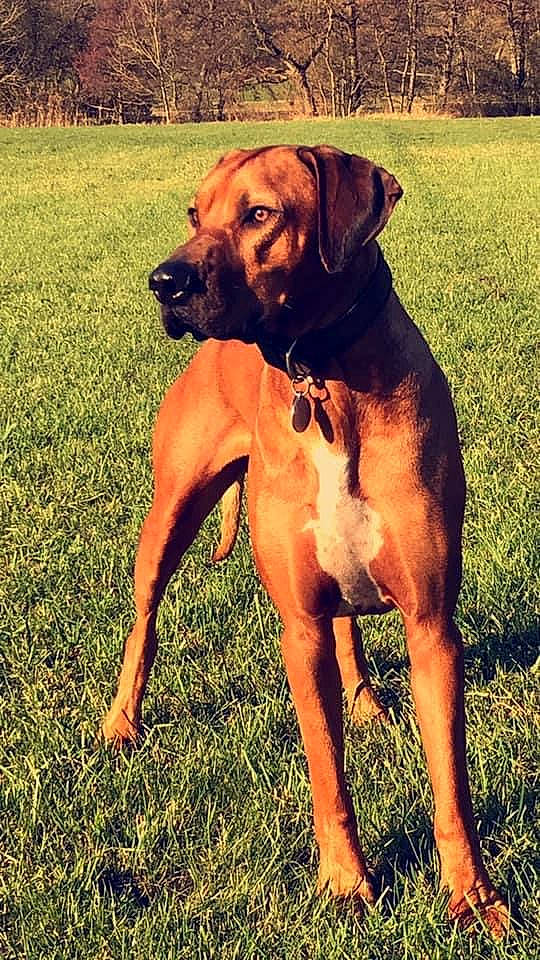 Toumaï participe au concours pour gagner de l'argent avec cette photo : black_mouth_cur, broholmer, canidae, carnivore, companion_dog, dog, dog_breed, fawn, hound, hunting_dog, mammal, molosser, mountain_cur, portuguese_pointer, rare_breed_dog, rhodesian_ridgeback, sporting_group, tosa, vertebrate