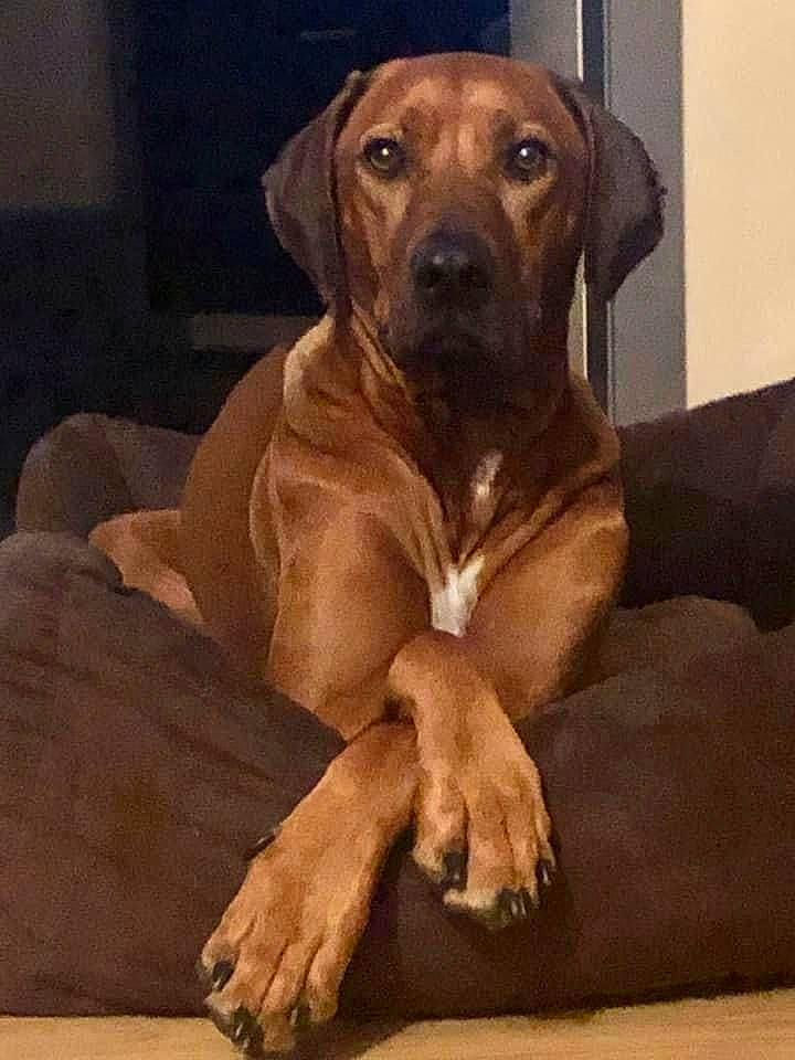 Toumaï participe au concours pour gagner de l'argent avec cette photo : bavarian_mountain_hound, beagador, black_mouth_cur, broholmer, canidae, carnivore, companion_dog, dog, dog_breed, fawn, fila_brasileiro, hound, mammal, molosser, rare_breed_dog, rhodesian_ridgeback, snout, sporting_group, tosa, vertebrate