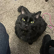Gary joined the competition — help win amazing prizes! black_cat, cable, carpet, cat, cord, cozy, curious, domestic, feline, floor, fluffy, footwear, indoor, looking_up, mammal, person_leg, pet, slipper, whiskers, yellow_eyes