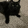 Gary joined the competition — help win amazing prizes! animal, black_cat, carpet, cat, closeup, cute, domestic_cat, ears, feline, floor, fluffy, furniture, green_eyes, household, indoor, laying_down, looking_at_camera, pet, relaxed, whiskers