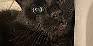 Gary joined the competition — help win amazing prizes! animal, black_cat, cat, close_up, cute, domestic_cat, ears, expression, eyes, face, fang, feline, fur, indoor, lying_down, muzzle, nose, pet, portrait, whiskers