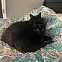 Gary joined the competition — help win amazing prizes! animal, bed, bedding, black_cat, blanket, cat, companion, cozy, cute, domestic_animal, eyes, feline, fur, indoor, patterned_blanket, pets, relaxing, resting, sleeping_area, two_cats