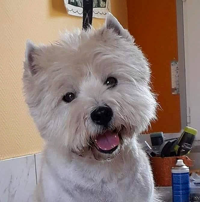 Gerkhane a rejoint le concours — aidez-le/la à gagner de superbes lots ! bottle, canidae, carnivore, collar, companion_dog, dog, dog_breed, door, drinking_water, fur, maltepoo, non_sporting_group, small_terrier, snout, sporting_group, terrier, toy_dog, water_bottle, working_animal