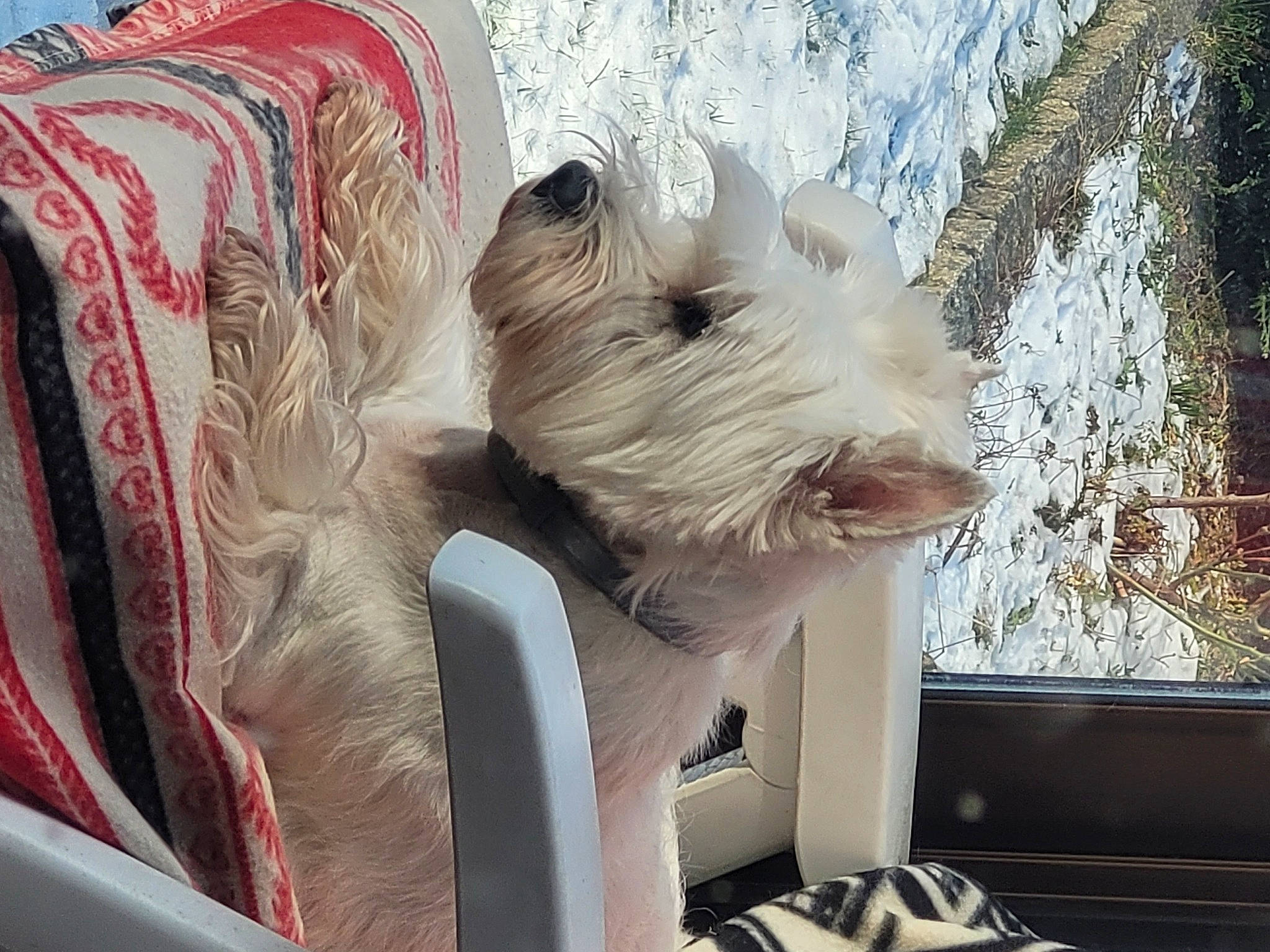 Gerkhane participe au concours pour gagner de l'argent avec cette photo : ancient_dog_breeds, canidae, carnivore, collar, companion_dog, dog, dog_breed, dog_supply, fur, giant_dog_breed, schnauzer, small_terrier, snout, sporting_group, terrier, toy_dog, windshield, working_animal, working_terrier