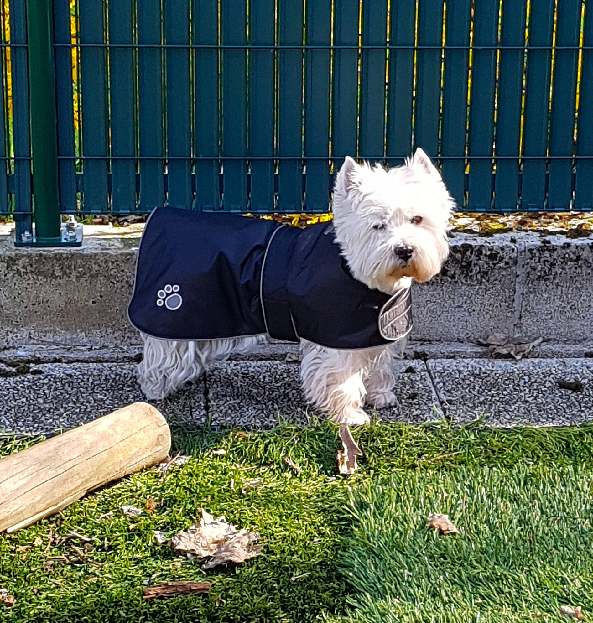 Gerkhane participe au concours pour gagner de l'argent avec cette photo : carnivore, collar, companion_dog, dog, dog_breed, dog_clothes, dog_collar, dog_supply, fashion_accessory, fawn, fence, grass, leash, pet_supply, small_terrier, sporting_group, tail, terrier, toy_dog, working_animal