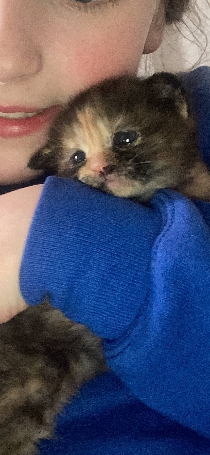 Willow joined the competition — help win amazing prizes! carnivore, cat, claw, comfort, companion_dog, domestic_short_haired_cat, electric_blue, eyelash, fawn, felidae, finger, gesture, nail, paw, skin, small_to_medium_sized_cats, snout, tail, terrestrial_animal, whiskers