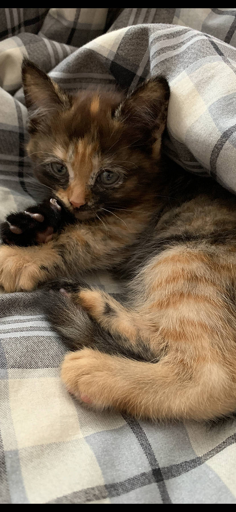 Willow is registered to the contest to win money with this photo: carnivore, cat, claw, comfort, domestic_short_haired_cat, fawn, felidae, foot, fur, nap, paw, sleep, small_to_medium_sized_cats, snout, tail, terrestrial_animal, whiskers, wildlife