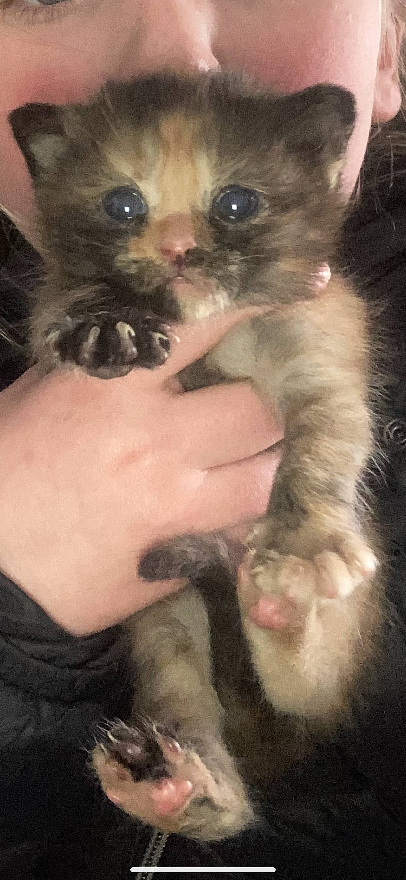 Willow joined the competition — help win amazing prizes! carnivore, cat, claw, dog_breed, domestic_short_haired_cat, ear, fawn, felidae, finger, fur, gesture, iris, nail, organ, paw, small_to_medium_sized_cats, snout, terrestrial_animal, thumb, whiskers