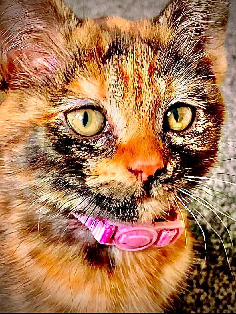 Willow joined the competition — help win amazing prizes! carnivore, cat, close_up, collar, domestic_short_haired_cat, eye, felidae, fur, grass, hair, head, human_body, iris, paw, small_to_medium_sized_cats, snout, terrestrial_animal, whiskers, wildlife, window