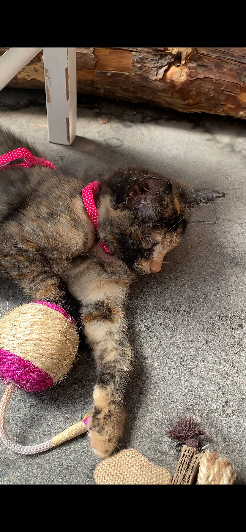 Willow joined the competition — help win amazing prizes! canidae, carnivore, collar, comfort, companion_dog, dog, dog_breed, dog_collar, fawn, felidae, foot, fur, leash, liver, paw, snout, sporting_group, tail, terrestrial_animal, working_animal