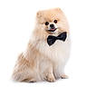 adorable, animal, bow_tie, canine, companion, cute, dog, domestic_animal, fluffy, friendly, furry, groomed, pet, pomeranian, portrait, sitting, small_dog, studio_shot, tongue_out, white_background