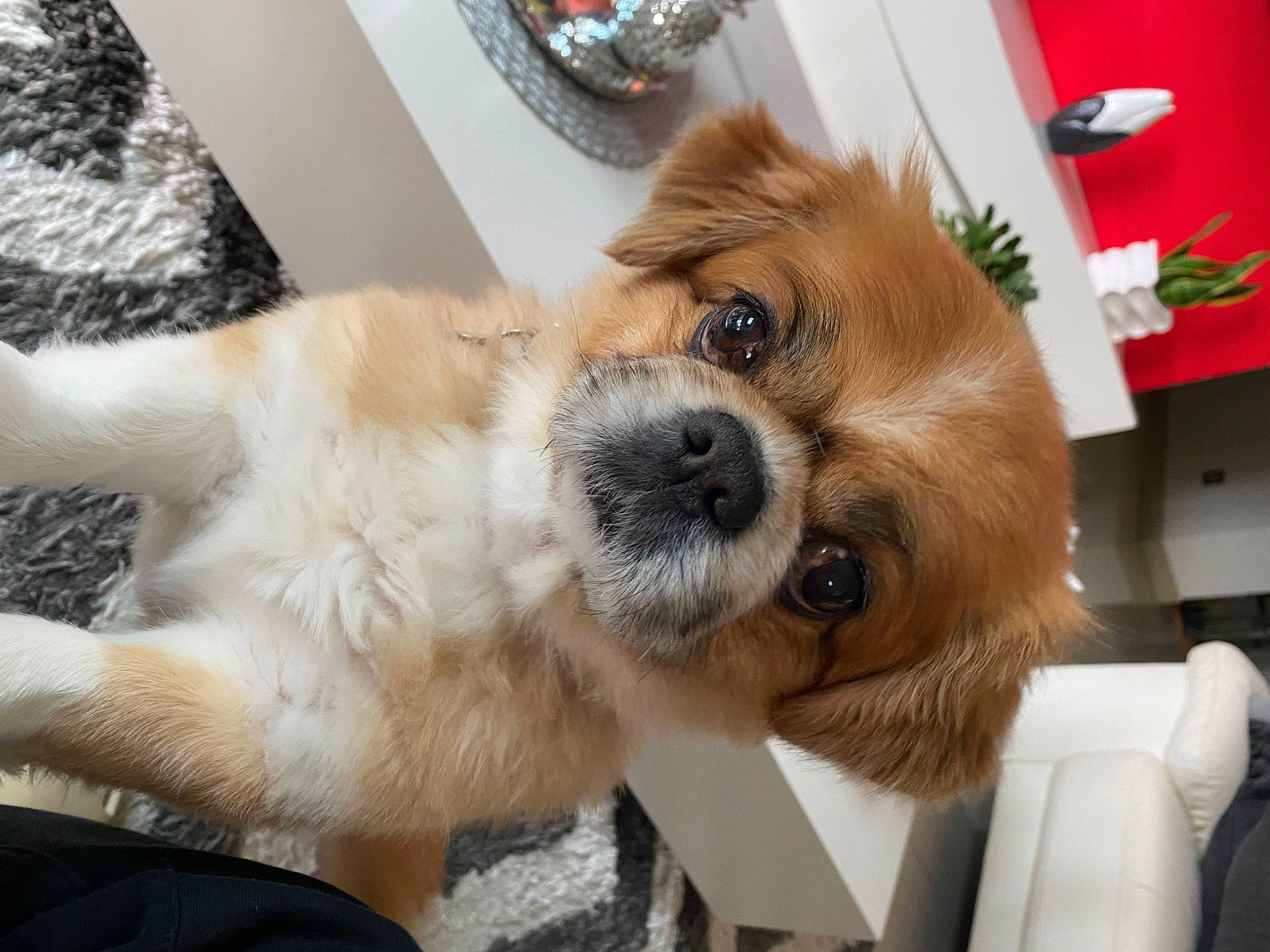 Choupy participe au concours pour gagner de l'argent avec cette photo : canidae, carnivore, collar, companion_dog, dog, dog_breed, dog_collar, fawn, fur, houseplant, liver, paw, plant, puppy_love, small_terrier, sporting_group, tail, toy_dog, whiskers, working_animal