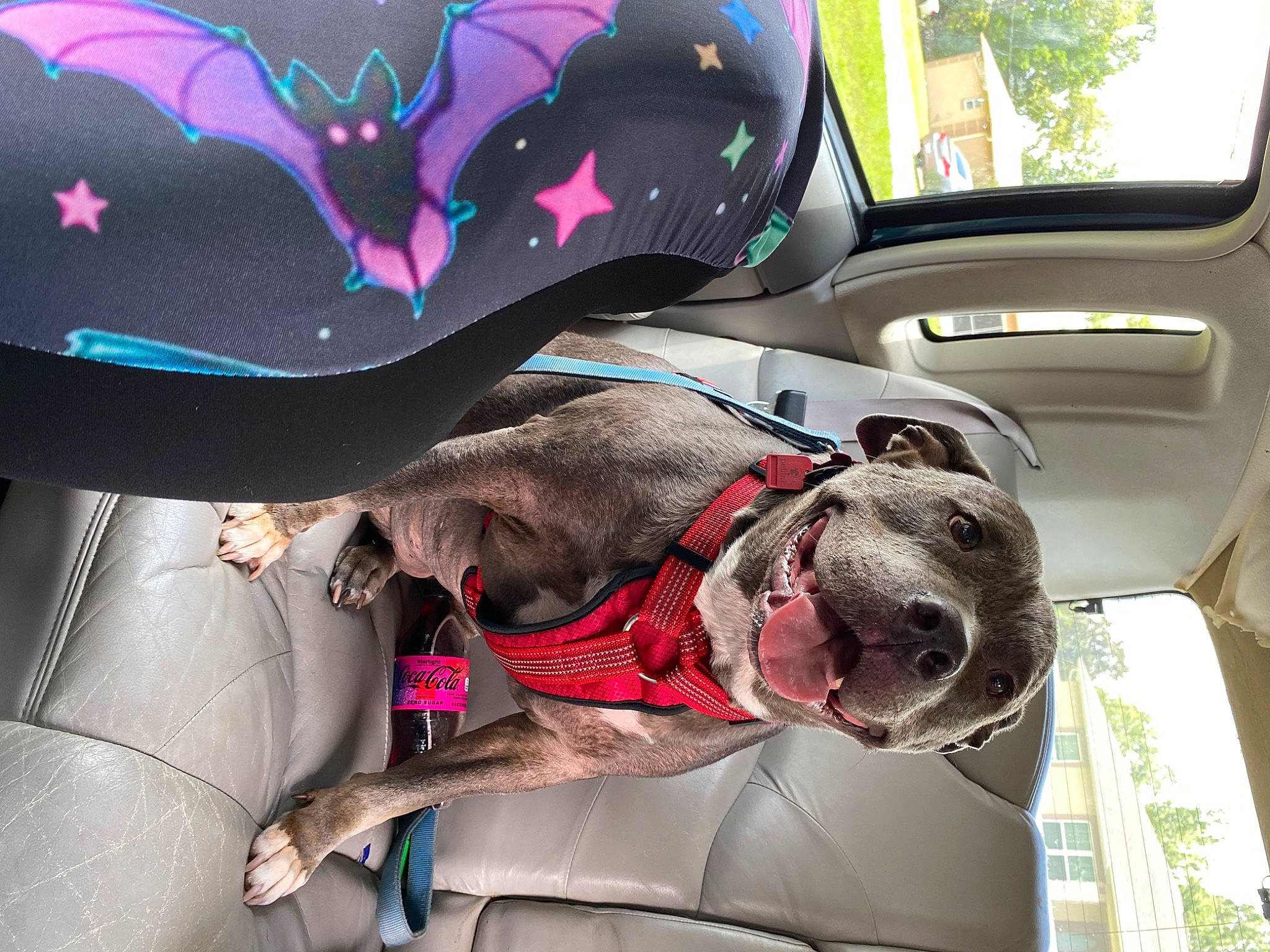 Azula is registered to the contest to win money with this photo: car, carnivore, collar, comfort, companion_dog, dog, dog_breed, dog_collar, dog_supply, eyewear, fawn, personal_protective_equipment, pet_supply, snout, sporting_group, sunglasses, vehicle, vehicle_door, window, working_animal