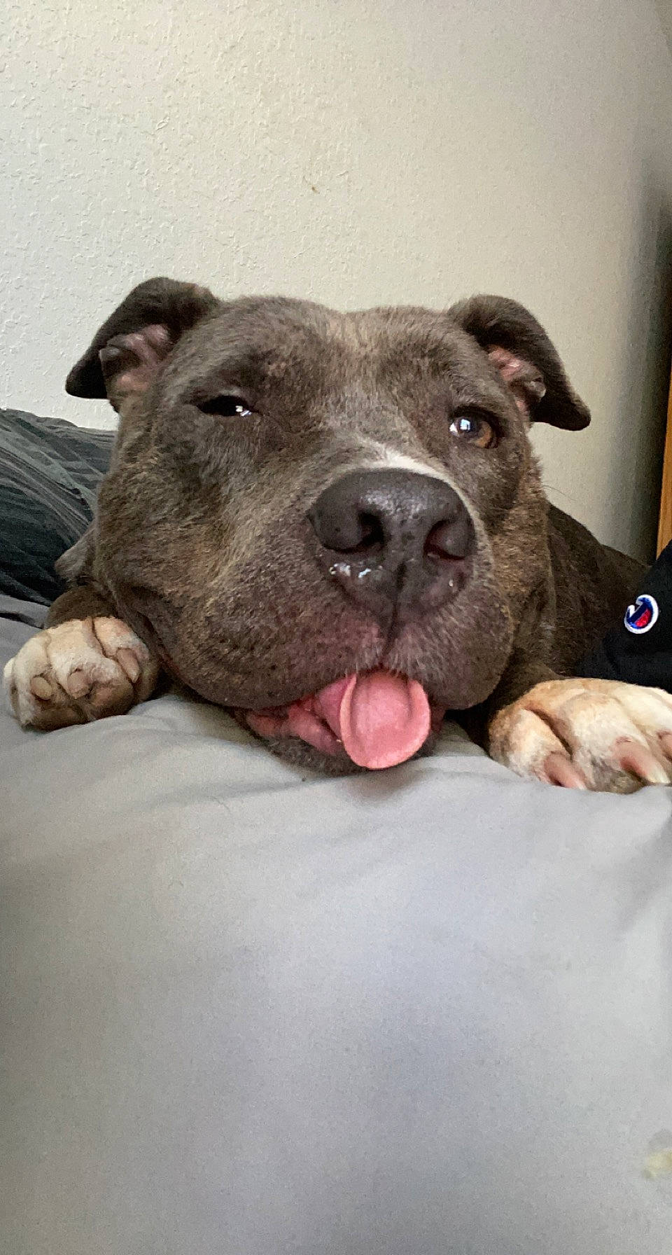 Azula is registered to the contest to win money with this photo: canidae, carnivore, comfort, companion_dog, dog, dog_breed, fawn, flesh, fur, non_sporting_group, snout, sporting_group, terrestrial_animal, whiskers, working_animal