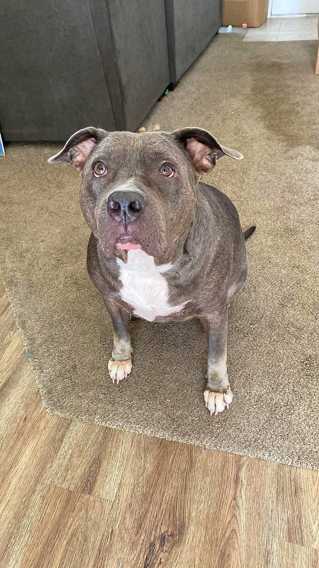 Azula joined the competition — help win amazing prizes! carnivore, collar, companion_dog, dog, dog_breed, dog_collar, fawn, flooring, hardwood, non_sporting_group, snout, sporting_group, terrestrial_animal, wood, wood_flooring, working_animal, wrinkle