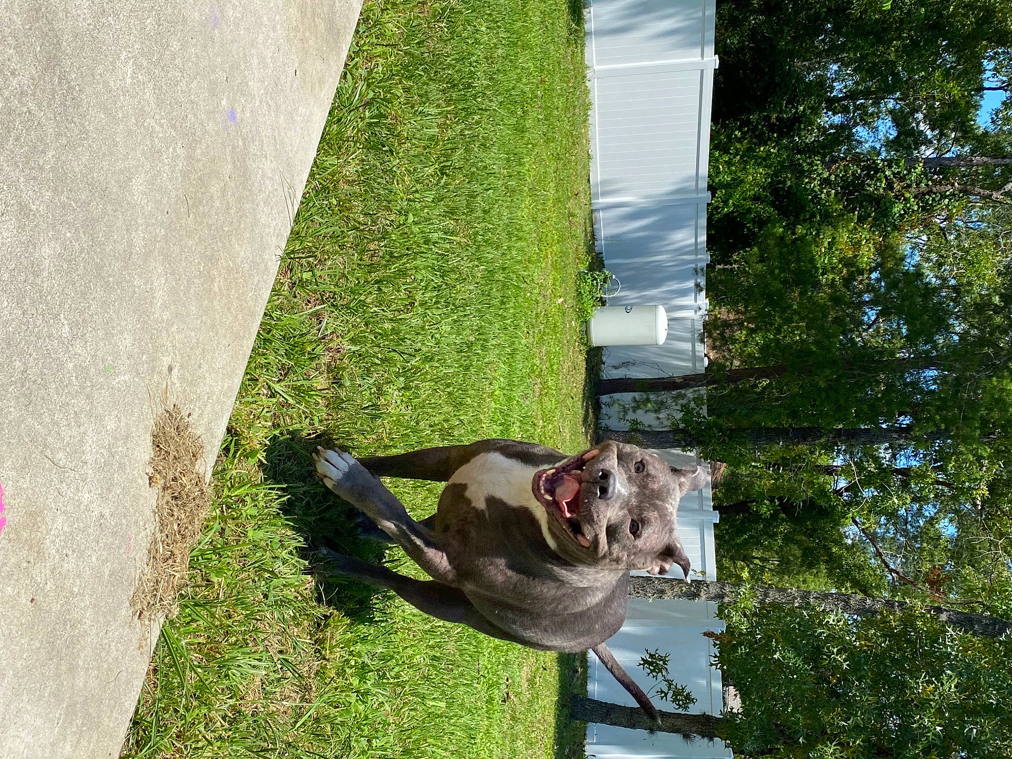 Azula is registered to the contest to win money with this photo: art, canidae, carnivore, dog, dog_breed, fawn, grass, house, lawn, leisure, mammal, plant, sculpture, sky, sporting_group, tail, tints_and_shades, tree, trunk, wood