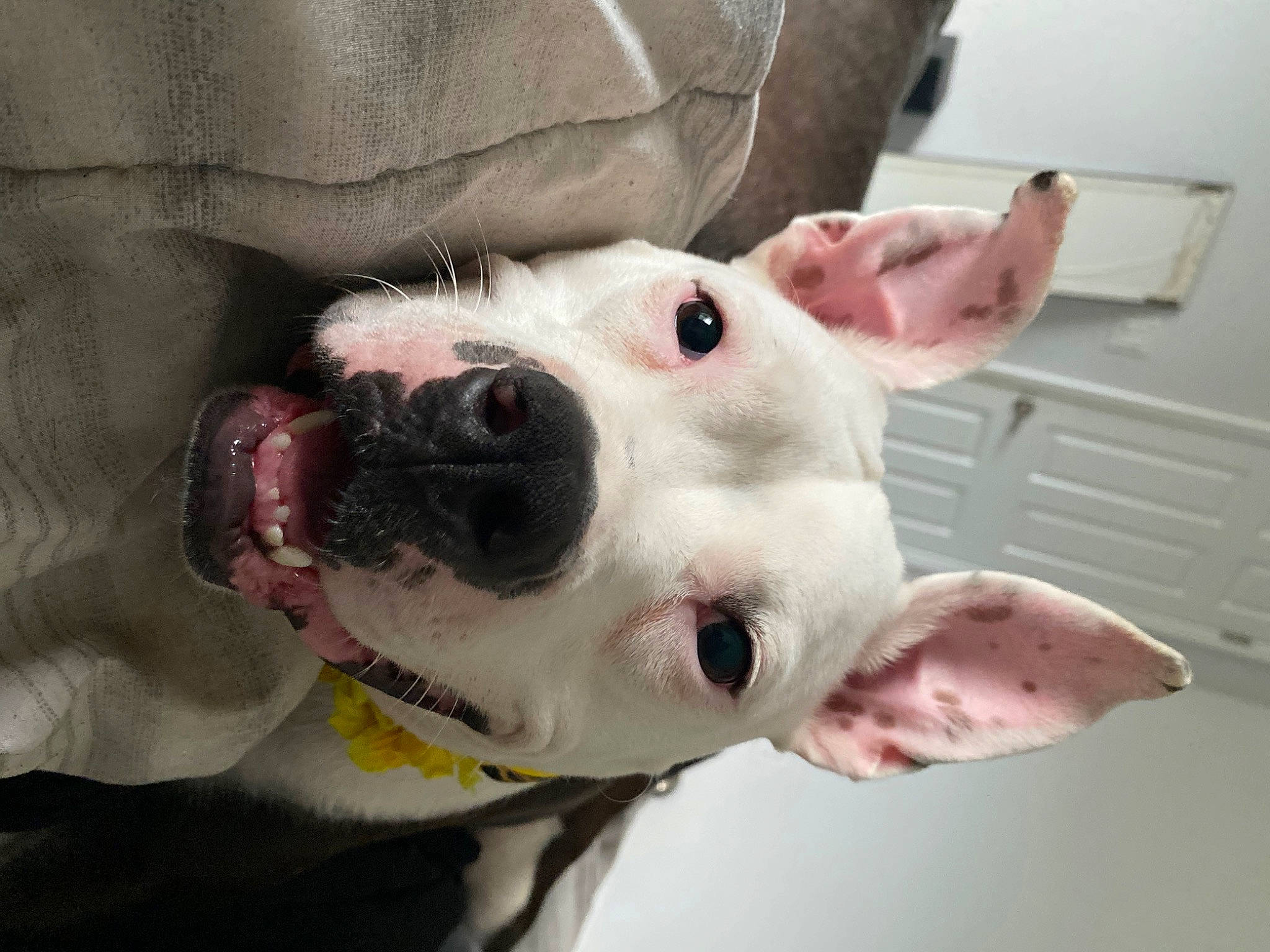 Luna is registered to the contest to win money with this photo: canidae, carnivore, collar, companion_dog, dog, dog_breed, dog_collar, dog_supply, ear, fawn, fur, jaw, pet_supply, snout, sporting_group, terrestrial_animal, throat, whiskers, white, working_animal