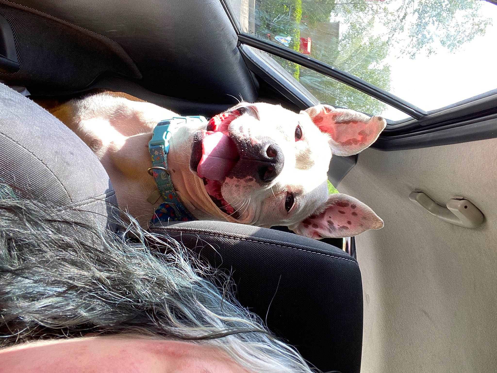 Luna is registered to the contest to win money with this photo: automotive_exterior, automotive_window_part, car, carnivore, comfort, companion_dog, dog, dog_breed, eyewear, fawn, finger, grass, human_leg, mammal, motor_vehicle, snout, sunglasses, toy, vehicle_door, windshield