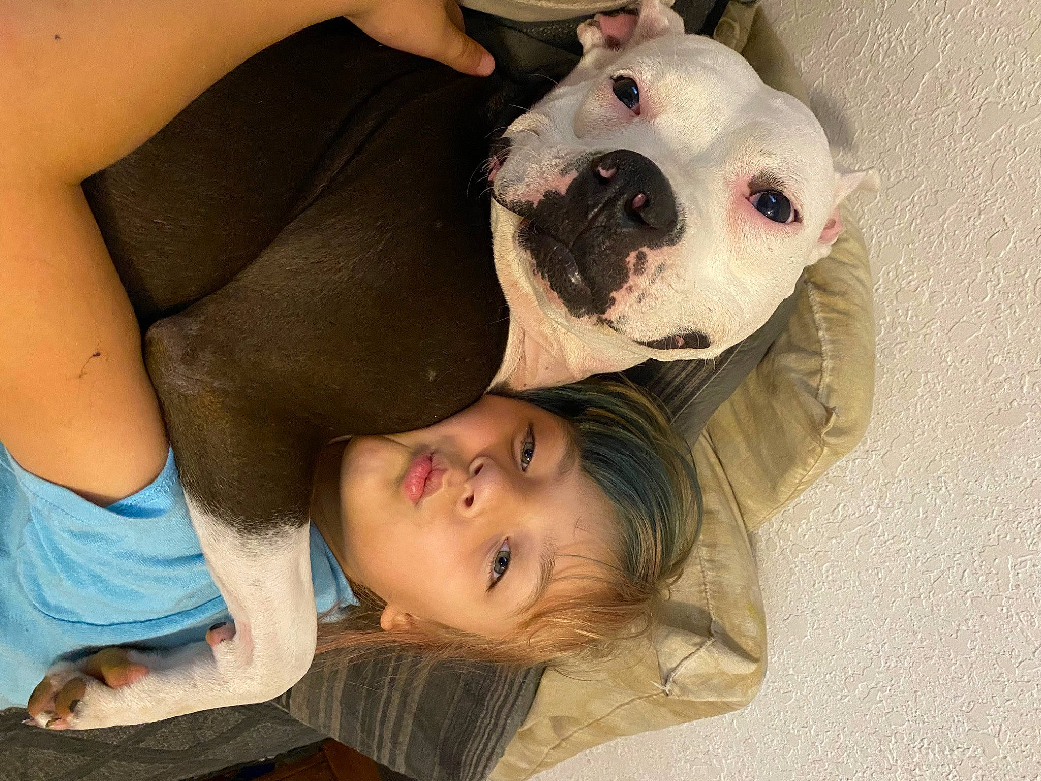 Luna is registered to the contest to win money with this photo: canidae, carnivore, comfort, companion_dog, dog, dog_breed, eye, fawn, fun, fur, guard_dog, happy, head, nose, paw, skin, snout, sporting_group, toddler, whiskers