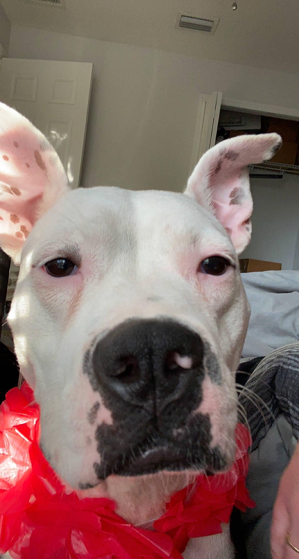 Luna is registered to the contest to win money with this photo: canidae, carnivore, collar, companion_dog, dog, dog_breed, dog_collar, ear, eye, fawn, fur, head, jaw, pet_supply, snout, sporting_group, terrestrial_animal, whiskers, working_animal, working_dog