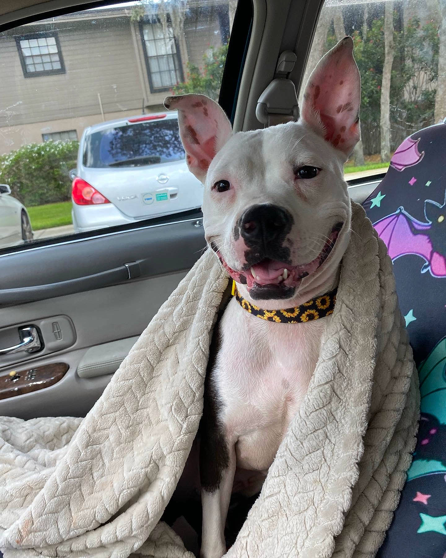 Luna joined the competition — help win amazing prizes! car, carnivore, collar, companion_dog, dog, dog_breed, dog_collar, fawn, hood, plant, snout, sporting_group, tire, vehicle, vehicle_door, vehicle_registration_plate, wheel, whiskers, window, working_animal