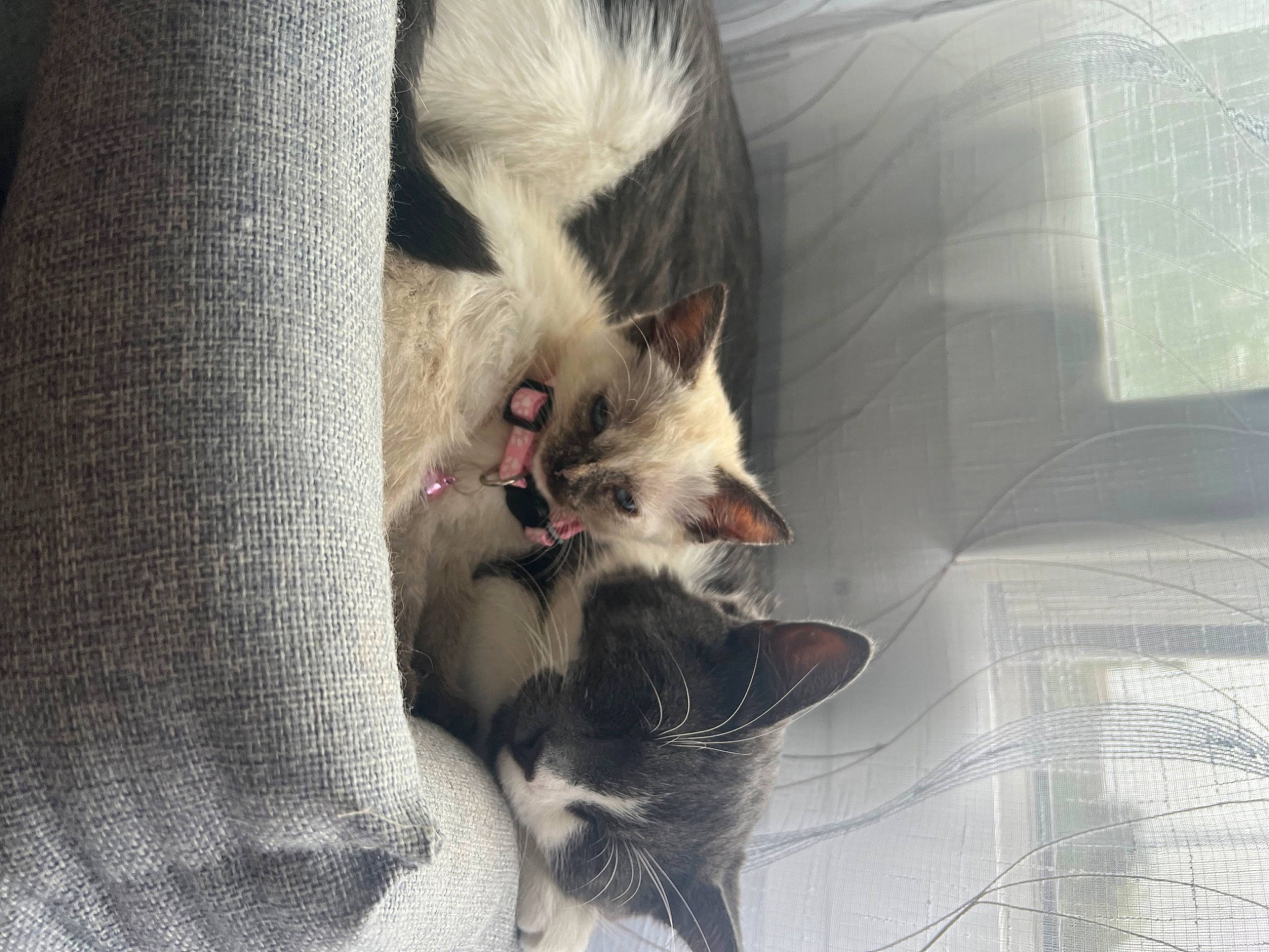 Ulka participe au concours pour gagner de l'argent avec cette photo : carnivore, cat, claw, comfort, domestic_short_haired_cat, fawn, felidae, fur, grey, nap, paw, photo_caption, small_to_medium_sized_cats, snout, tail, whiskers, wood