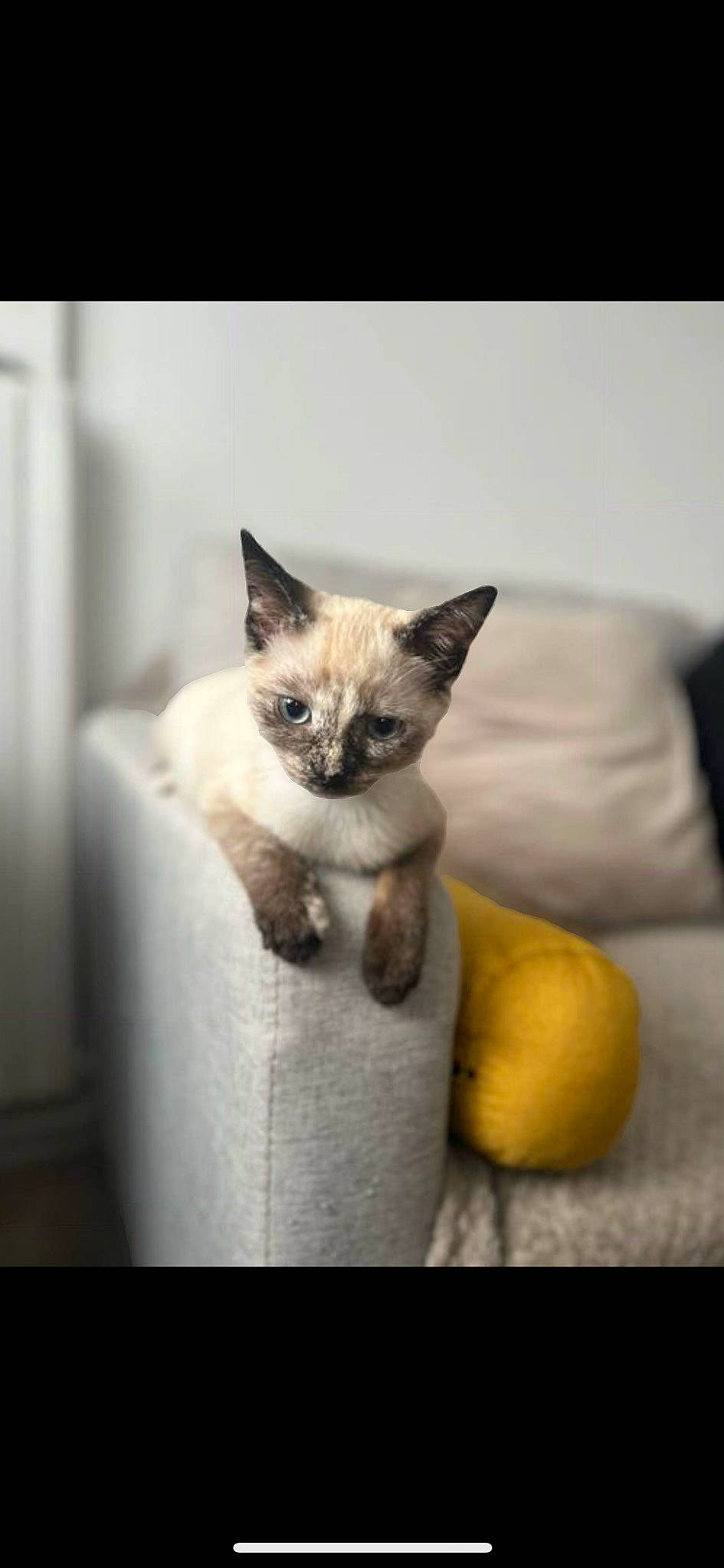 Ulka a rejoint le concours — aidez-le/la à gagner de superbes lots ! birman, carnivore, cat, cat_supply, comfort, fawn, felidae, fur, photo_caption, siamese, sitting, small_to_medium_sized_cats, snout, still_life_photography, tail, terrestrial_animal, whiskers