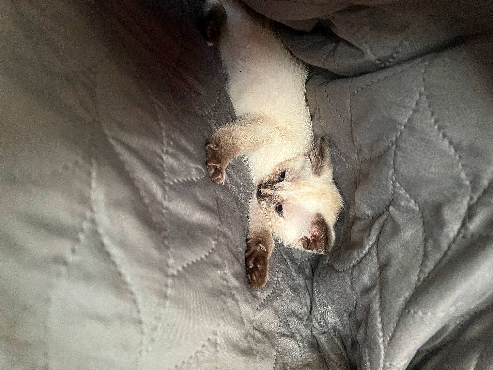 Ulka a rejoint le concours — aidez-le/la à gagner de superbes lots ! canidae, carnivore, claw, comfort, darkness, fawn, felidae, fur, mustelidae, paw, pest, plant, rodent, small_to_medium_sized_cats, snout, tail, terrestrial_animal, whiskers, wildlife, wood