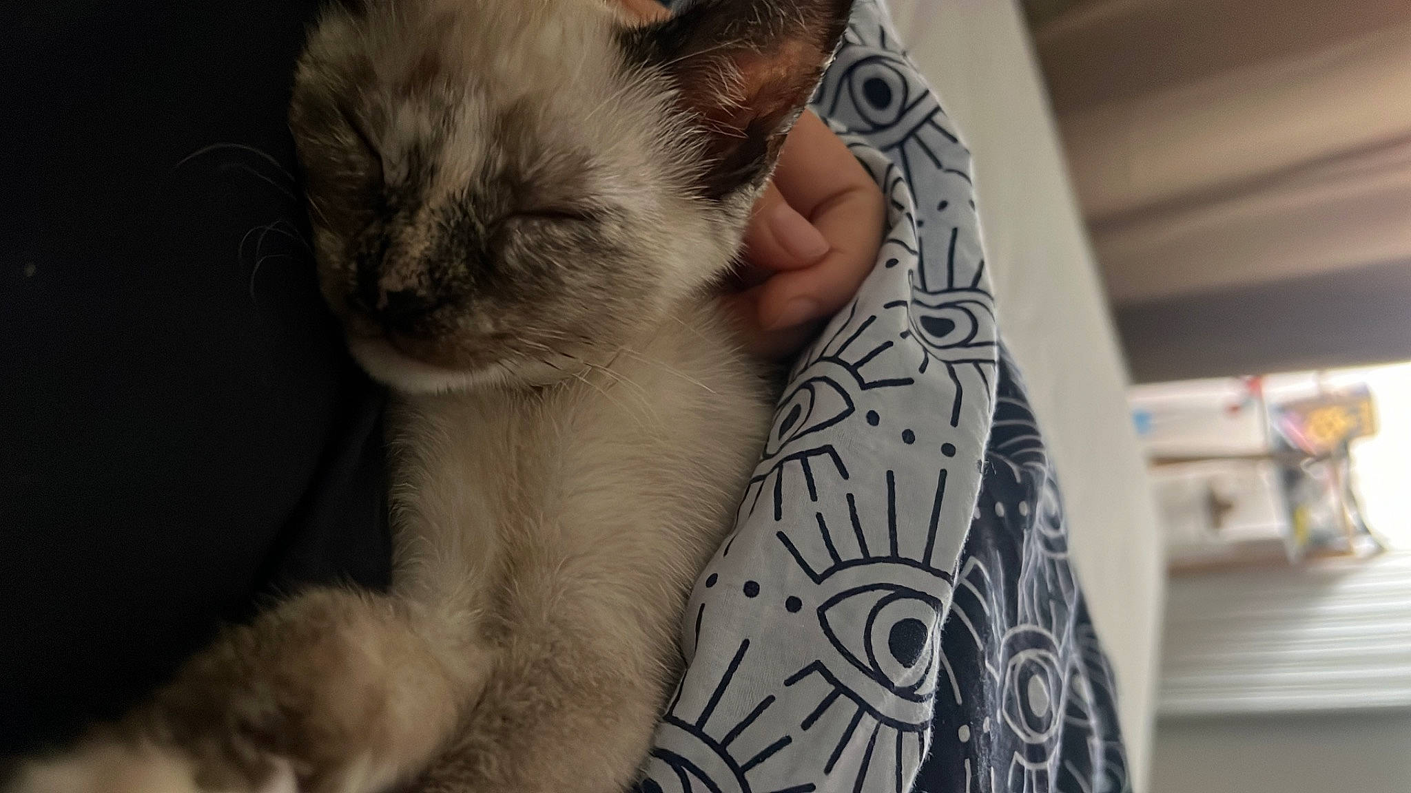 Ulka a rejoint le concours — aidez-le/la à gagner de superbes lots ! balinese, birman, carnivore, cat, claw, comfort, domestic_short_haired_cat, fawn, felidae, fur, nail, paw, pet_supply, siamese, small_to_medium_sized_cats, snout, tail, terrestrial_animal, thai, whiskers