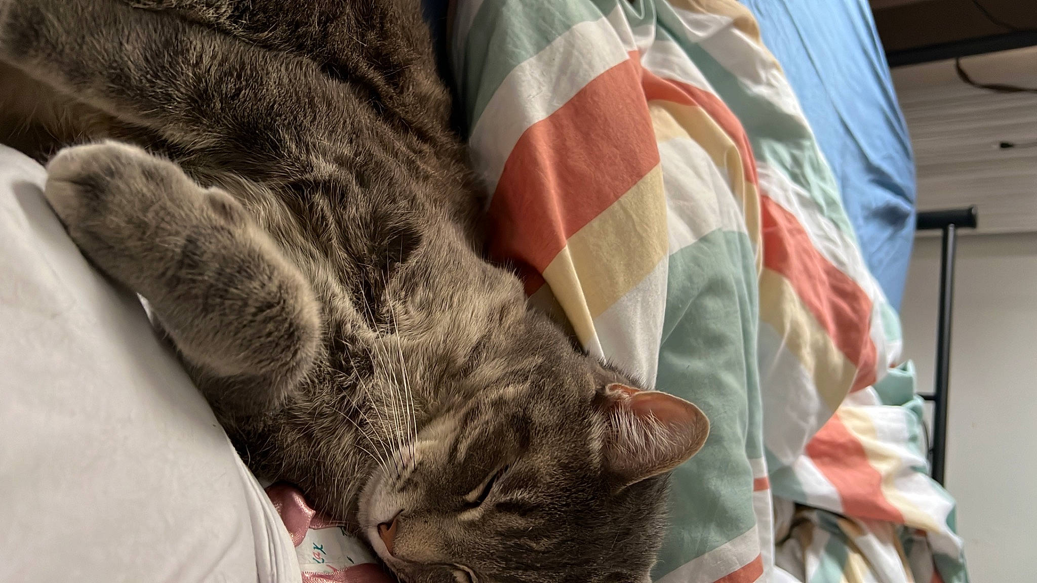 Bidou a rejoint le concours — aidez-le/la à gagner de superbes lots ! canidae, carmine, carnivore, cat, claw, comfort, domestic_short_haired_cat, felidae, fur, gesture, human_leg, linens, military_camouflage, paw, small_to_medium_sized_cats, snout, sporting_group, tail, textile, whiskers