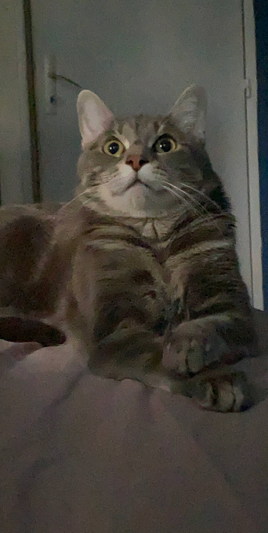 Bidou participe au concours pour gagner de l'argent avec cette photo : art, carnivore, cat, domestic_short_haired_cat, felidae, fur, grey, painting, sculpture, small_to_medium_sized_cats, snout, terrestrial_animal, visual_arts, whiskers, window