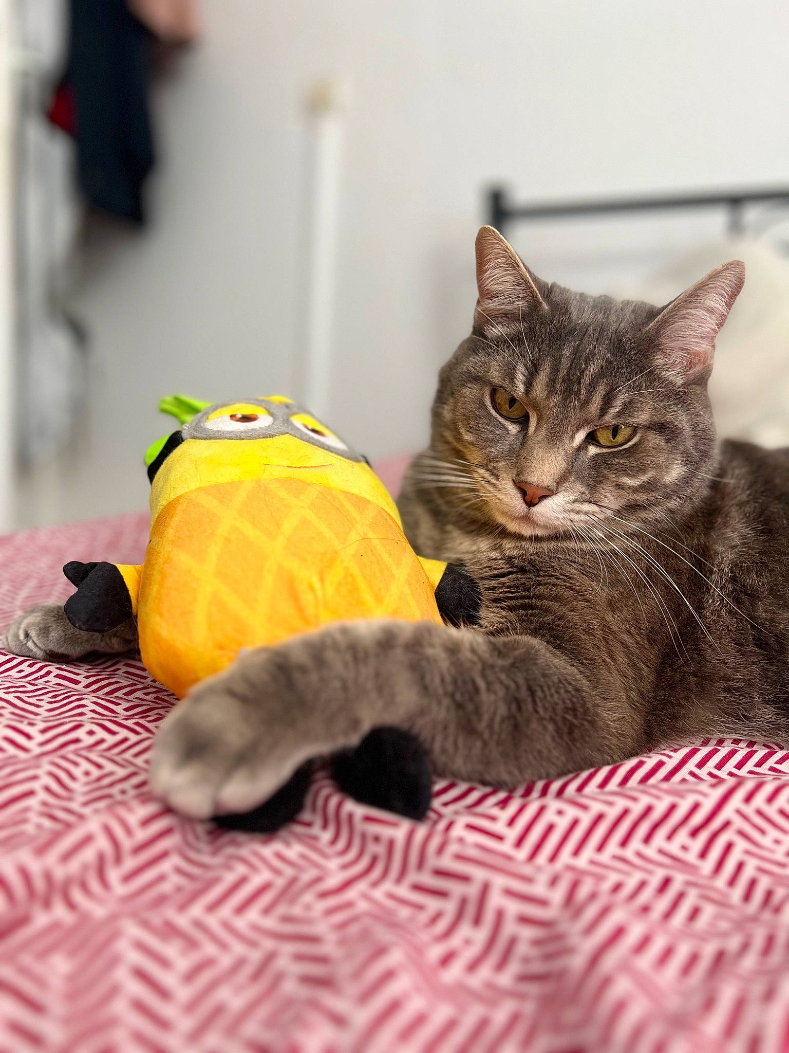 Bidou participe au concours pour gagner de l'argent avec cette photo : carnivore, cat, claw, comfort, domestic_short_haired_cat, fawn, felidae, flooring, fur, grey, paw, sitting, small_to_medium_sized_cats, snout, stuffed_toy, tail, terrestrial_animal, toy, whiskers, wood