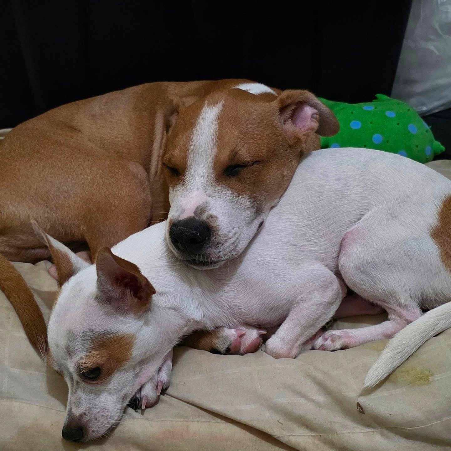 Dora And Nalu Boy joined the competition — help win amazing prizes! animal, bed, brown, companion, cozy, cuddle, cute, dog, ears, friendship, fur, indoor, nose, pet, plush_toy, relaxation, resting, sleeping, tail, white