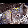adorable, animal, basket, cat, cozy, cute, daisy, feline, floral, flower_crown, fur, gray_tabby, nature, outdoor, peaceful, pet, relaxed, resting, sleeping, whiskers