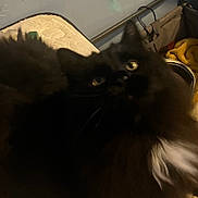 Boo Boo is registered to the contest to win money with this photo: animal, background, black_cat, blanket, blur, cat, close_up, container, dim_light, eyes, feline, fluffy, fur, household, indoor, mattress, pet, resting, shadow, texture