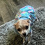animal, brown_and_white, chihuahua, clothing, colorful, companion, curious, cute, dog, domestic, dress, floor, fur, indoor, looking_up, pet, rug, shaggy_rug, small_dog, standing