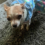 Pocket is registered to the contest to win money with this photo: animal, chihuahua, closeup, clothing, colorful_garment, companion, curious, cute, dog, domestic_animal, floor, fur, indoor, looking_up, pet, portrait, rug, shaggy_rug, small_dog, texture