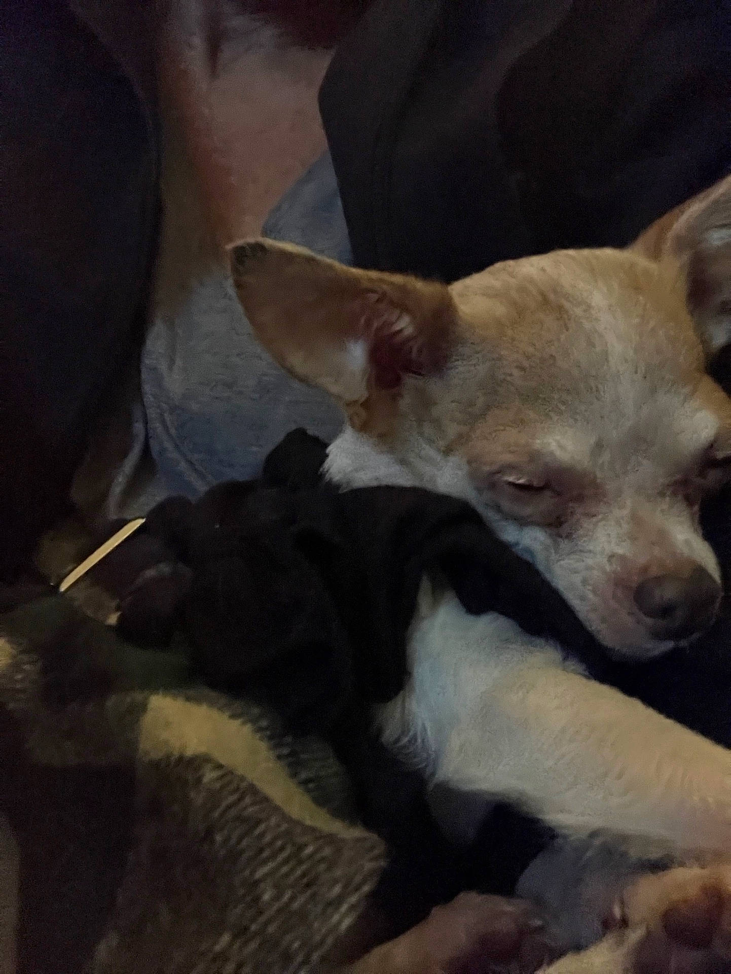 animal, art, beagle, bulldog, canine, chihuahua, dog, face, head, hound, painting, person, pet, photography, portrait, puppy, sleeping, snout, terrier, whitedog