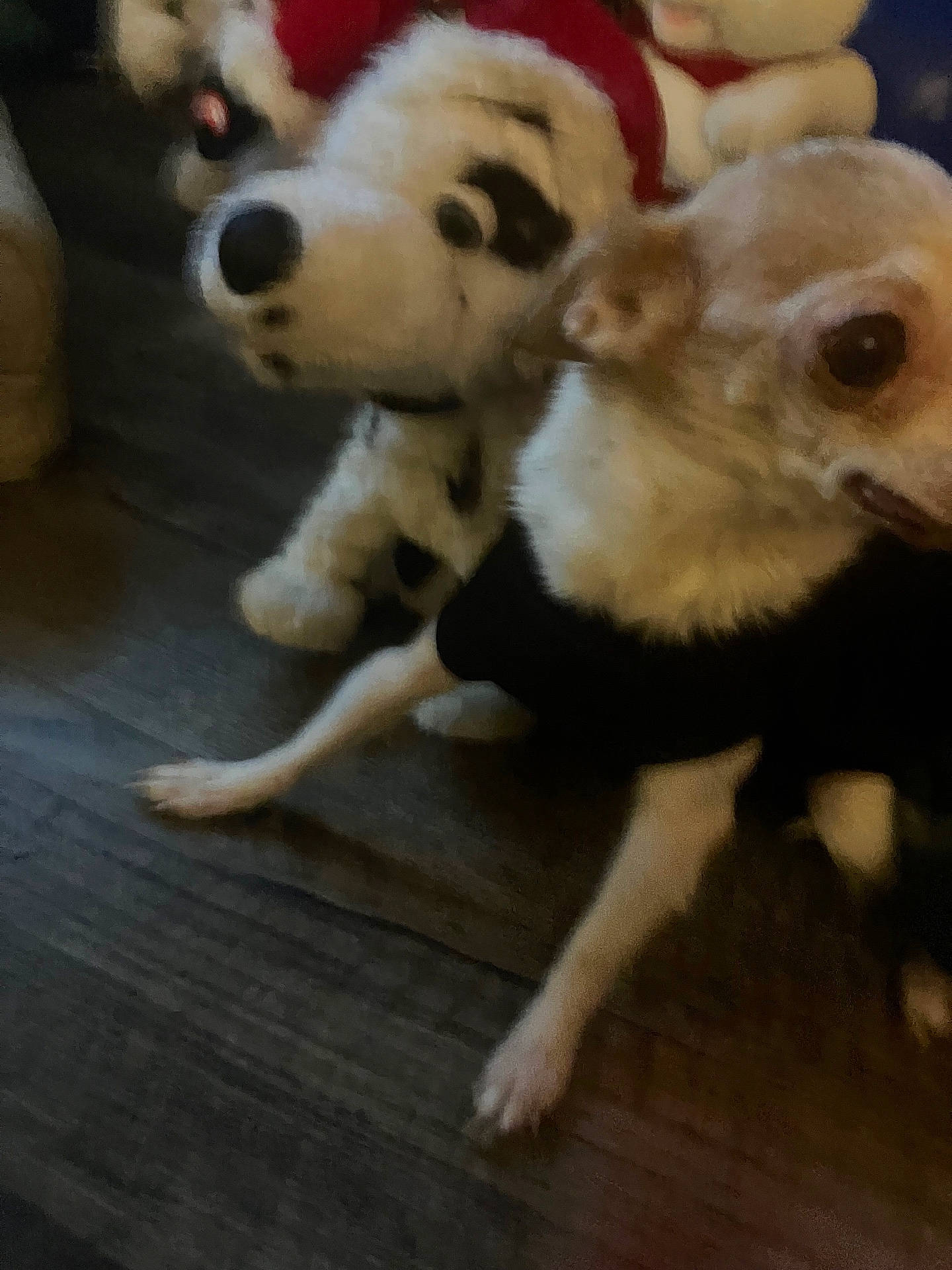 animal, black, black_clothing, blurred, brown, companion, cute, decor, dog, fur, home, indoor, pet, plush_toy, sitting, small_dog, stuffed_animal, toy, white, wooden_floor
