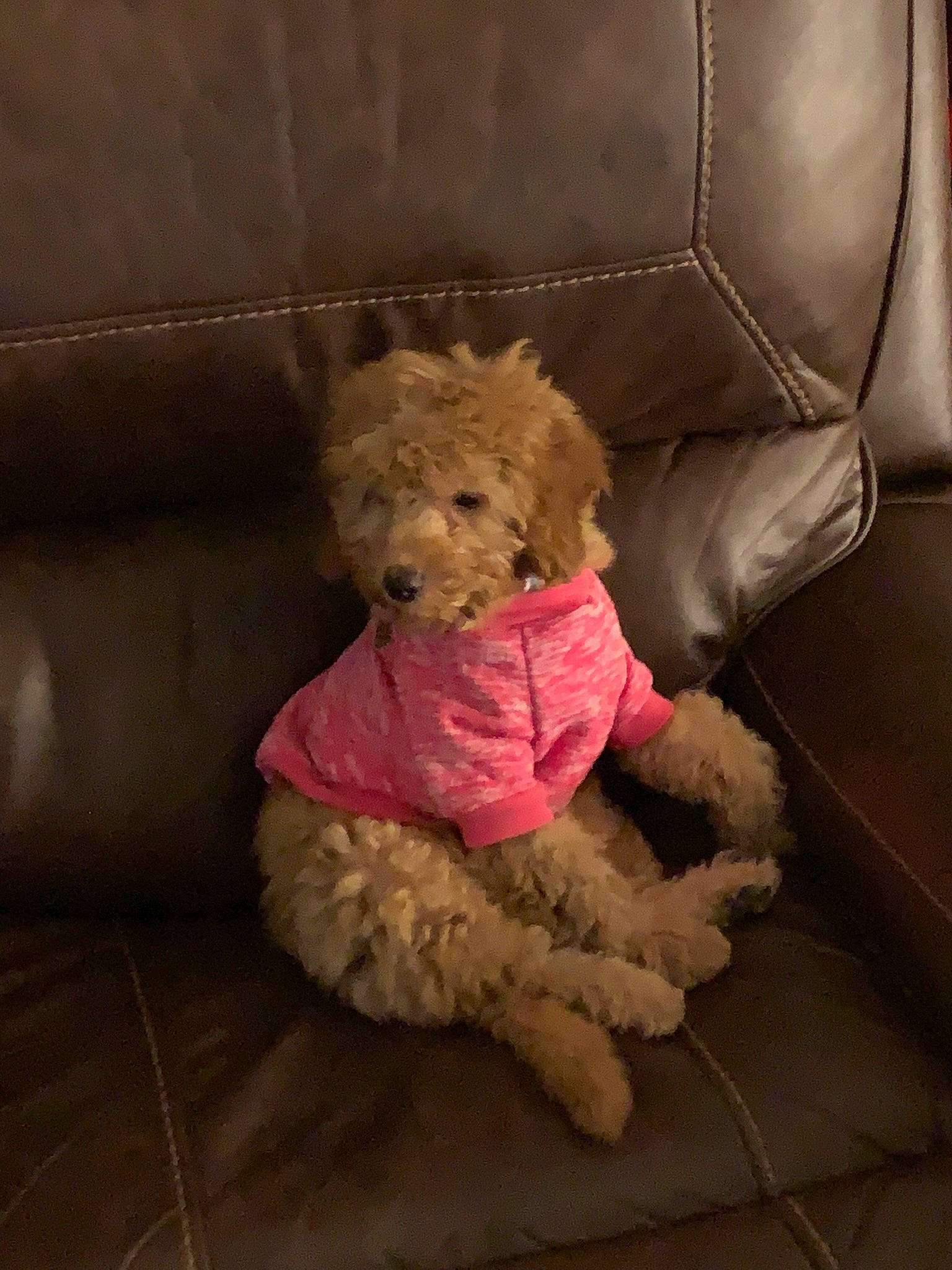 Charlotte joined the competition — help win amazing prizes! brown, carnivore, comfort, companion_dog, couch, dog, dog_breed, fawn, fur, magenta, room, sitting, snout, sporting_group, stuffed_toy, teddy_bear, textile, toy, toy_dog, working_animal