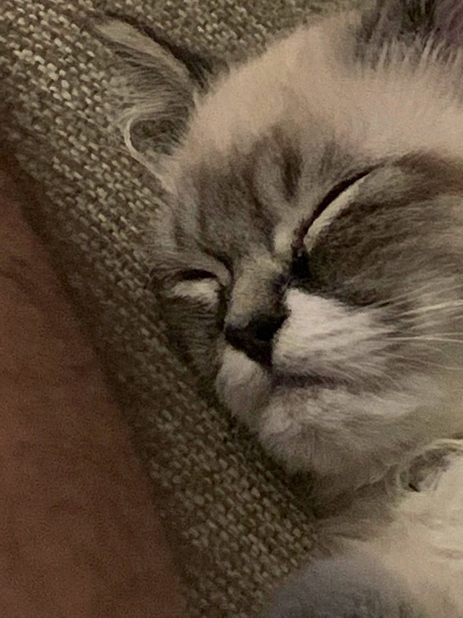 Teddy joined the competition — help win amazing prizes! carnivore, cat, claw, comfort, domestic_short_haired_cat, felidae, fur, grey, monochrome, monochrome_photography, nap, paw, sleep, small_to_medium_sized_cats, snout, tail, terrestrial_animal, whiskers, wood, wrinkle