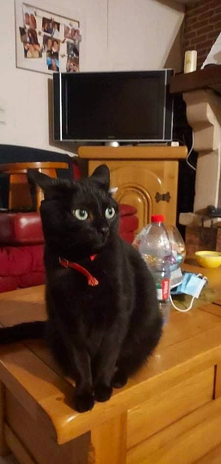 Globule a rejoint le concours — aidez-le/la à gagner de superbes lots ! black_cat, bombay, cabinetry, carnivore, cat, chair, domestic_short_haired_cat, felidae, flooring, fur, hardwood, home_appliance, mammal, small_to_medium_sized_cats, snout, table, tableware, tail, television, whiskers