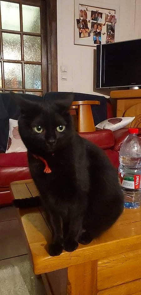 Globule a rejoint le concours — aidez-le/la à gagner de superbes lots ! black_cat, bombay, bottle, bottled_water, carnivore, cat, distilled_water, domestic_short_haired_cat, drinking_water, felidae, fur, plastic_bottle, room, small_to_medium_sized_cats, snout, table, tail, water_bottle, whiskers, window