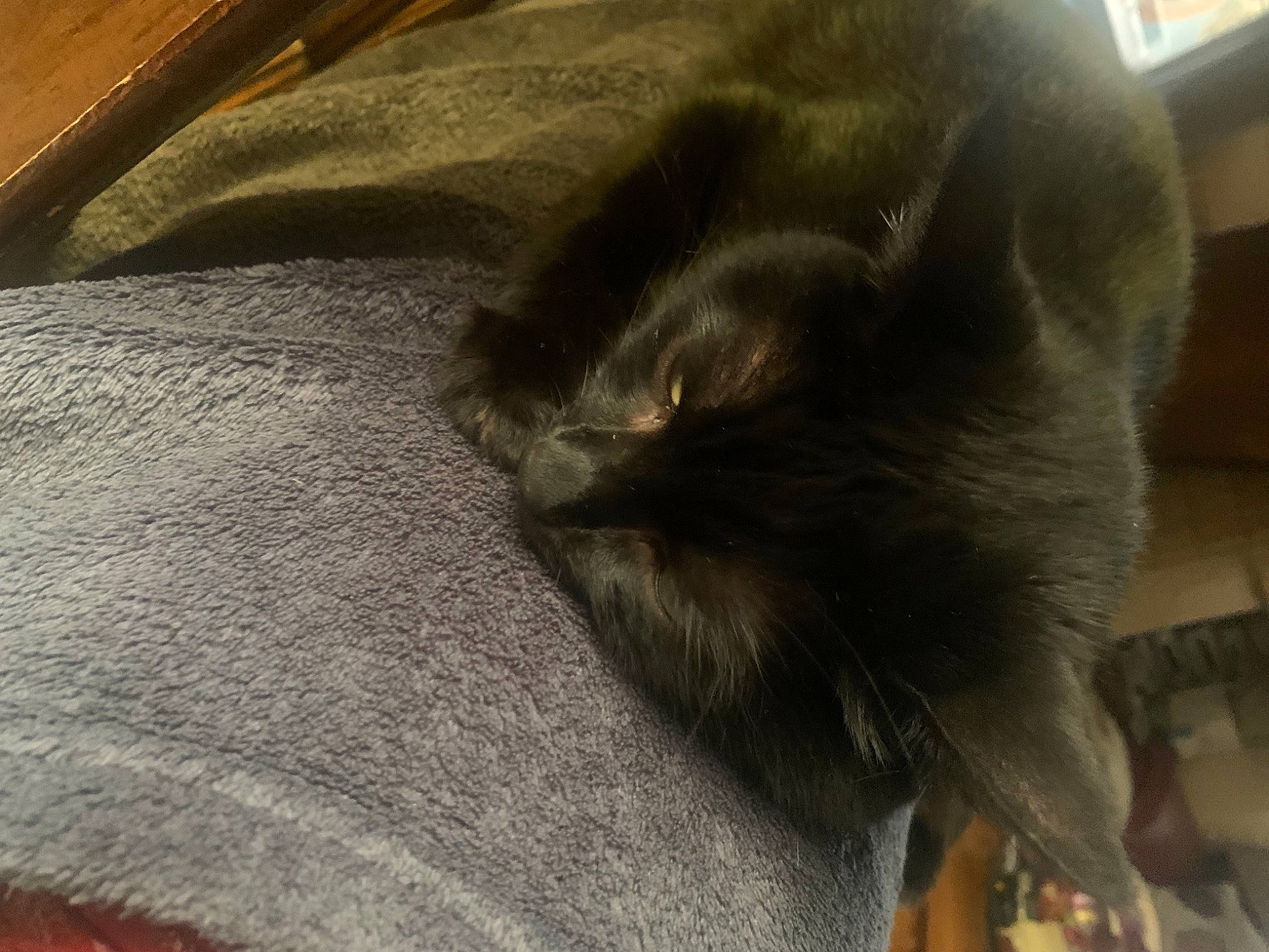 Globule a rejoint le concours — aidez-le/la à gagner de superbes lots ! black_cat, brown, canidae, carnivore, cat, claw, comfort, dog_breed, domestic_short_haired_cat, fawn, felidae, grey, paw, small_to_medium_sized_cats, snout, sporting_group, tail, terrestrial_animal, textile, whiskers