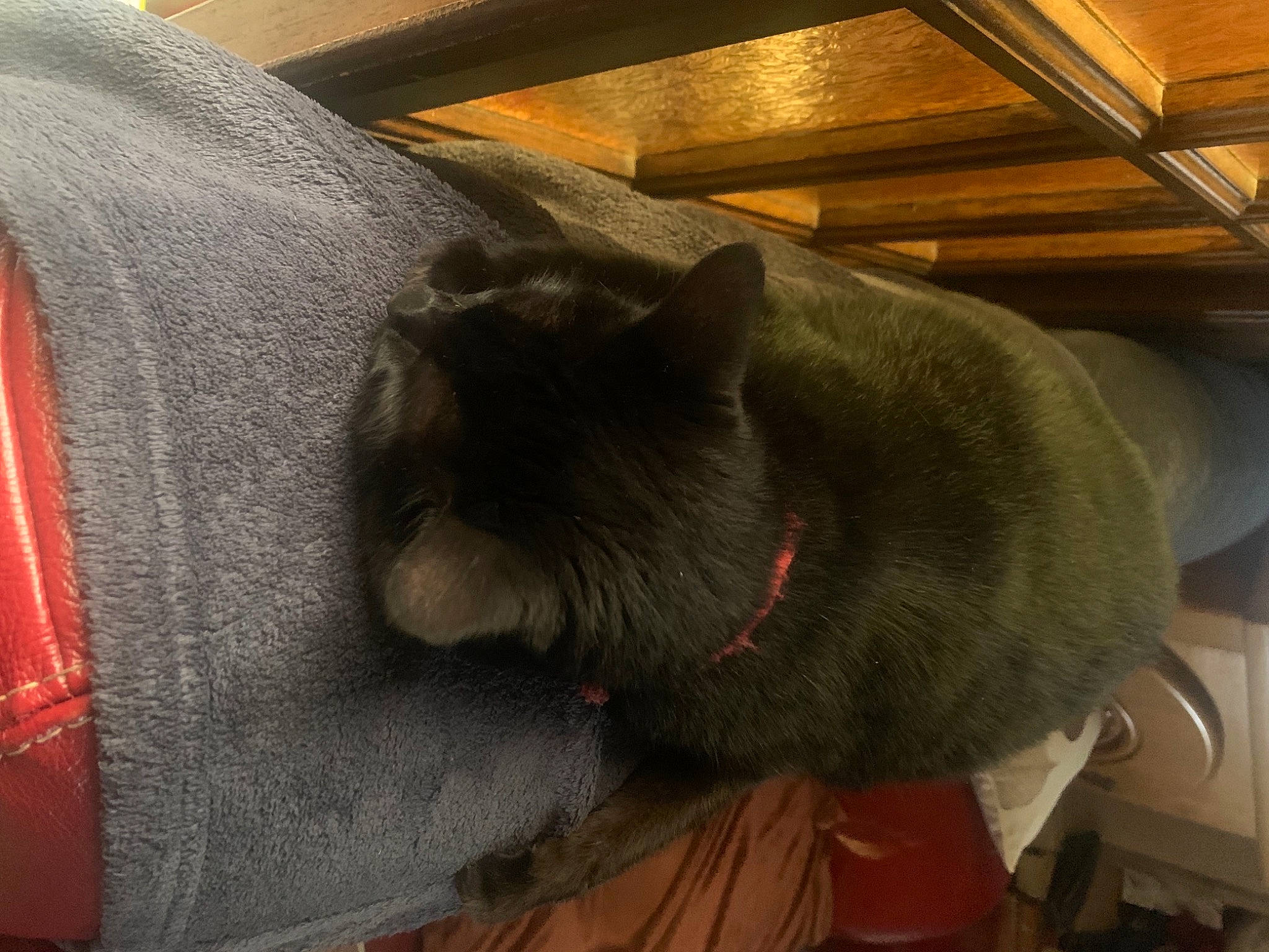 Globule a rejoint le concours — aidez-le/la à gagner de superbes lots ! bag, black_cat, canidae, carmine, carnivore, cat, chair, comfort, domestic_short_haired_cat, fawn, felidae, fur, grey, mammal, small_to_medium_sized_cats, snout, table, tail, whiskers, wood