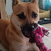 Lola participe au concours pour gagner de l'argent avec cette photo : dog, toy, rope_toy, pet, indoor, brown_dog, canine, playful, mouth, ears, pet_crate, food_bowl, floor, carpet, closeup, animal, cute, pet_toy, chewing, domestic_animal