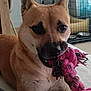 dog, toy, rope_toy, pet, indoor, brown_dog, canine, playful, mouth, ears, pet_crate, food_bowl, floor, carpet, closeup, animal, cute, pet_toy, chewing, domestic_animal