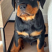Ayko participe au concours pour gagner de l'argent avec cette photo : rottweiler, puppy, dog, black, tan, fur, sitting, floor, wooden_floor, furniture, indoors, pet, cute, animal, young, ears, paws, nose, eyes, curious