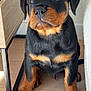 rottweiler, puppy, dog, black, tan, fur, sitting, floor, wooden_floor, furniture, indoors, pet, cute, animal, young, ears, paws, nose, eyes, curious